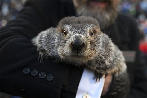 punxsutawney phil age